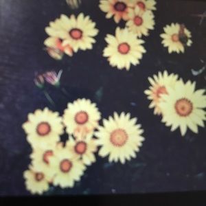 Meet your Posher, Ariel